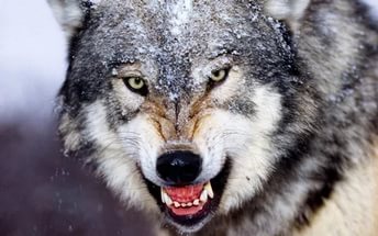 Эксперт: В СФО причиняемый волками ущерб исчисляется десятками миллионов